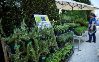 Piante Officinali biologiche certificate Officinalia Belgioioso